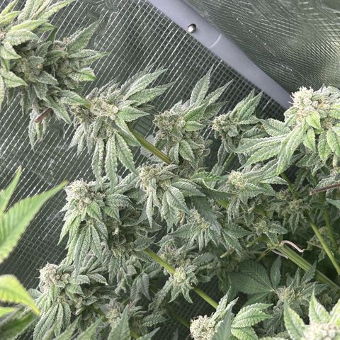 Persian Pie growlog timeline photo