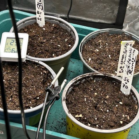 Blueberry OG growlog timeline photo