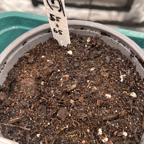 Blueberry OG growlog timeline photo