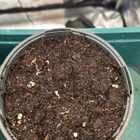Lemon Cherry Gelato growlog timeline photo
