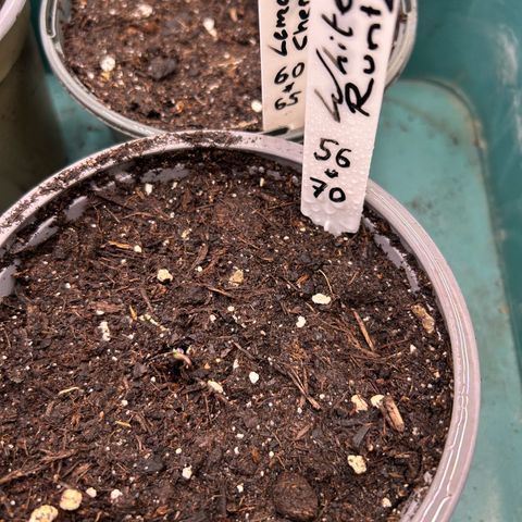 Runtz growlog timeline photo