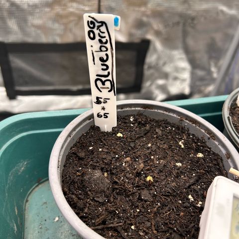 Blueberry OG growlog timeline photo