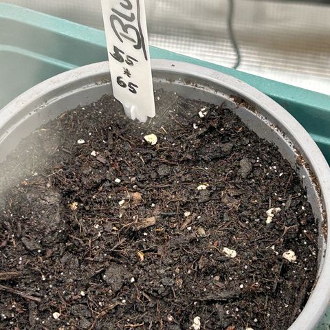 Blueberry OG growlog timeline photo