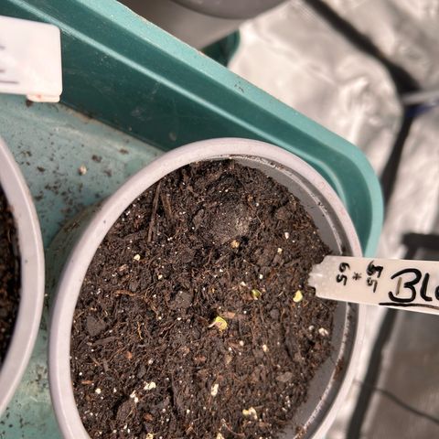 Blueberry OG growlog timeline photo