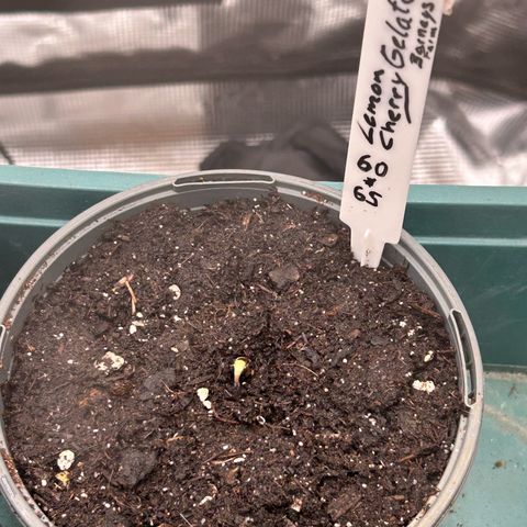Lemon Cherry Gelato growlog timeline photo