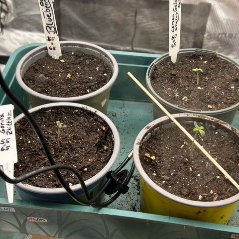 Lemon Cherry Gelato growlog timeline photo
