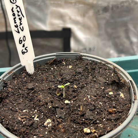 Lemon Cherry Gelato growlog timeline photo