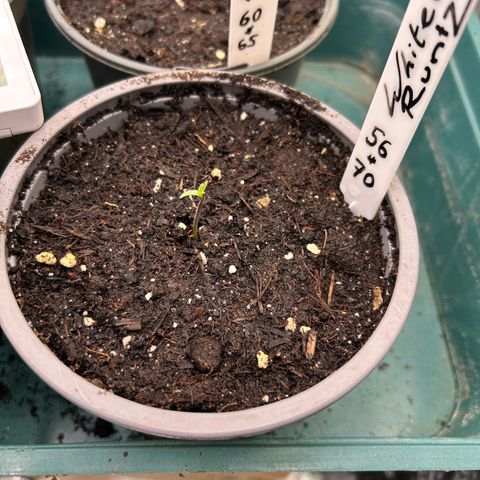Runtz growlog timeline photo