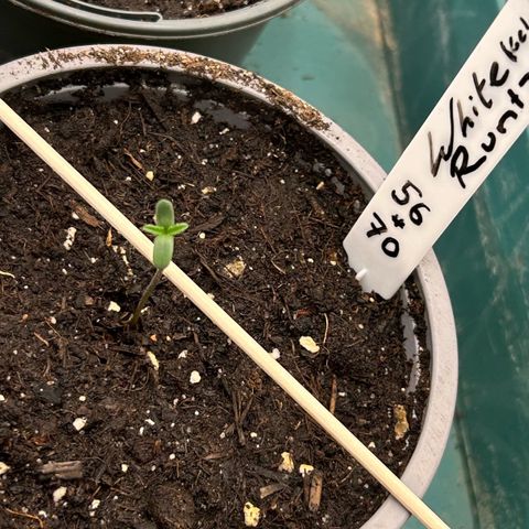 Runtz growlog timeline photo
