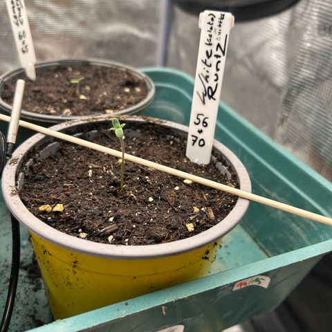 Runtz growlog timeline photo