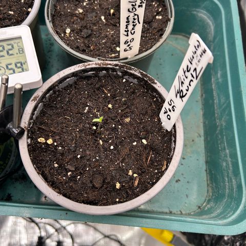 Runtz growlog timeline photo