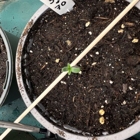 Runtz growlog timeline photo