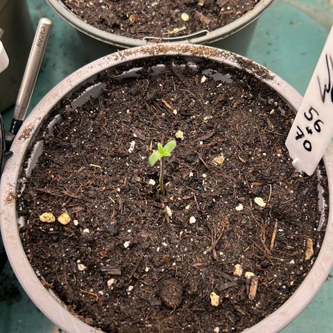 Runtz growlog timeline photo