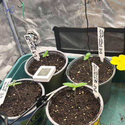 Blueberry OG growlog timeline photo