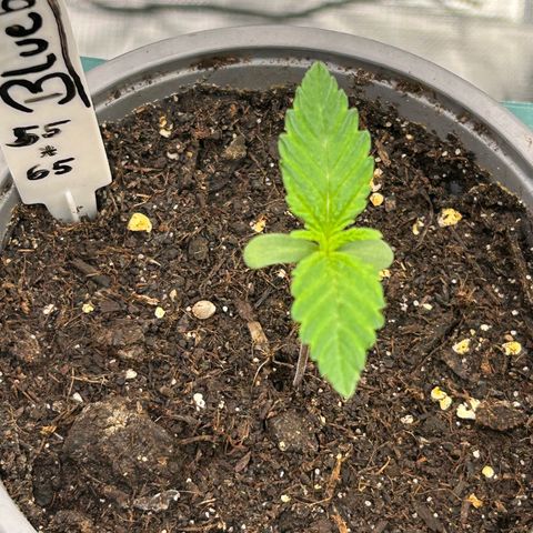 Blueberry OG growlog timeline photo