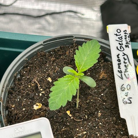 Lemon Cherry Gelato growlog timeline photo