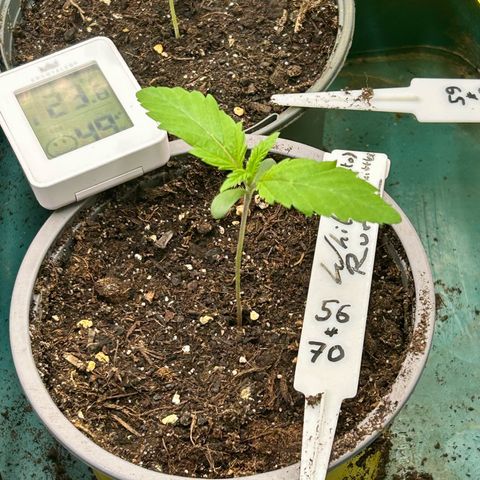 Runtz growlog timeline photo