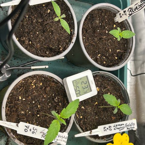 Runtz growlog timeline photo