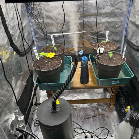 Blueberry OG growlog timeline photo