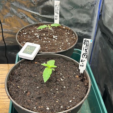Blueberry OG growlog timeline photo