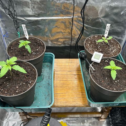 Blueberry OG growlog timeline photo