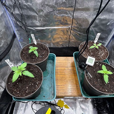 Blueberry OG growlog timeline photo