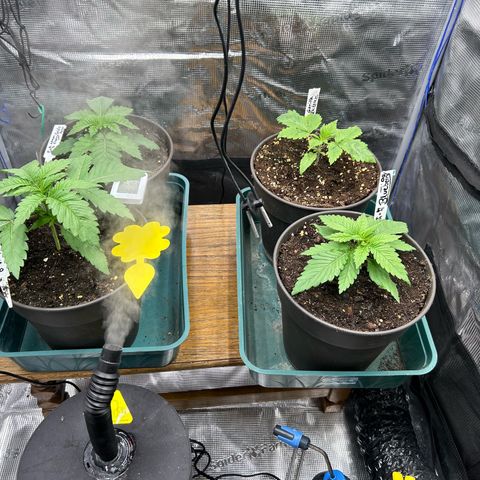 Blueberry OG growlog timeline photo