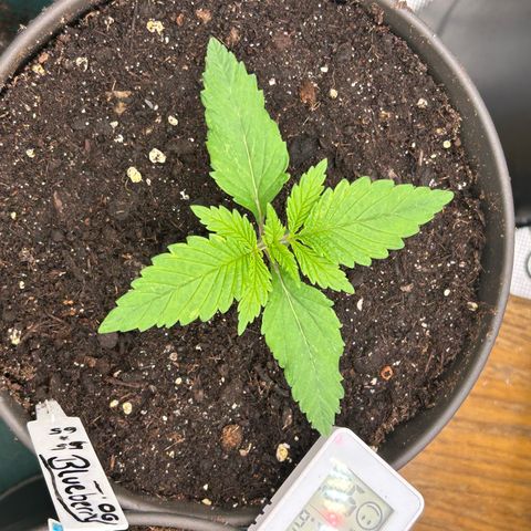 Blueberry OG growlog timeline photo