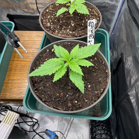 Blueberry OG growlog timeline photo