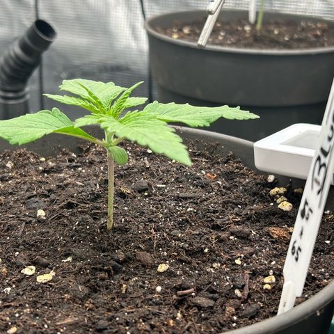 Blueberry OG growlog timeline photo