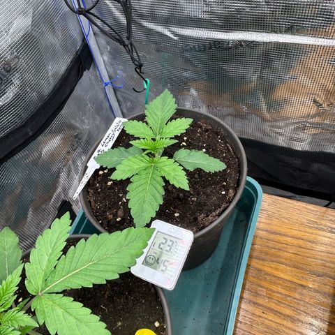 Lemon Cherry Gelato growlog timeline photo