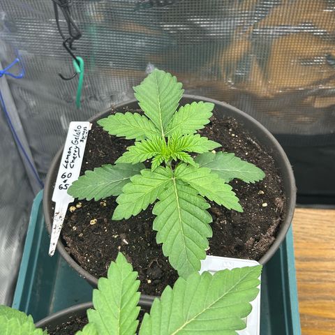 Lemon Cherry Gelato growlog timeline photo