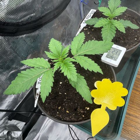 Runtz growlog timeline photo