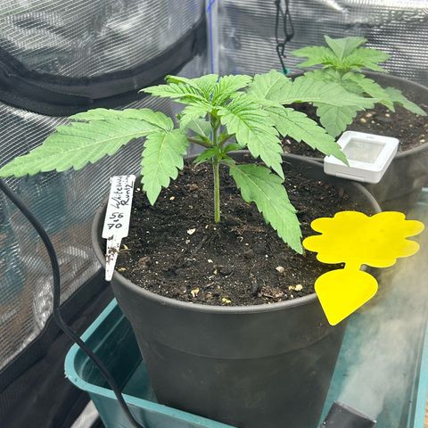 Runtz growlog timeline photo