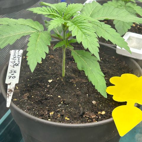 Runtz growlog timeline photo