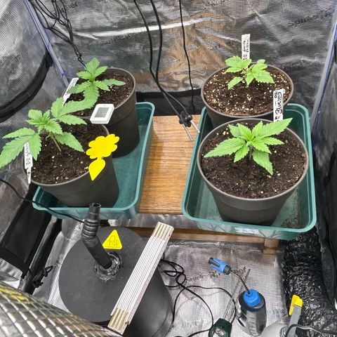 Runtz growlog timeline photo