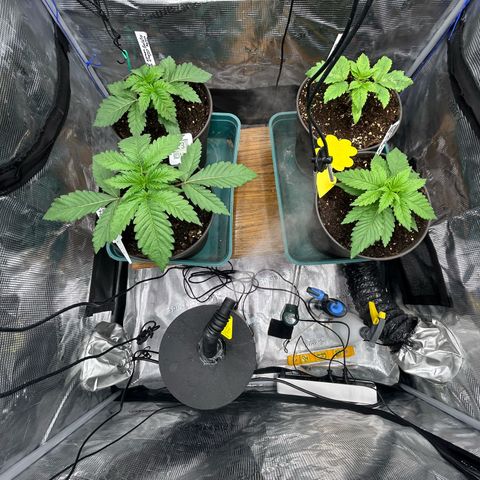 Runtz growlog timeline photo
