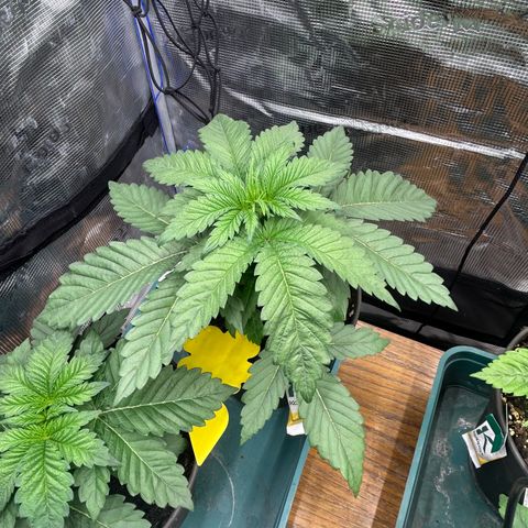 Runtz growlog timeline photo
