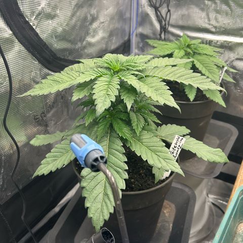 Runtz growlog timeline photo
