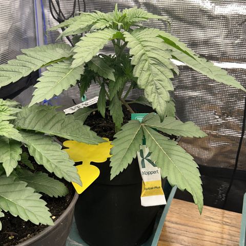 Runtz growlog timeline photo