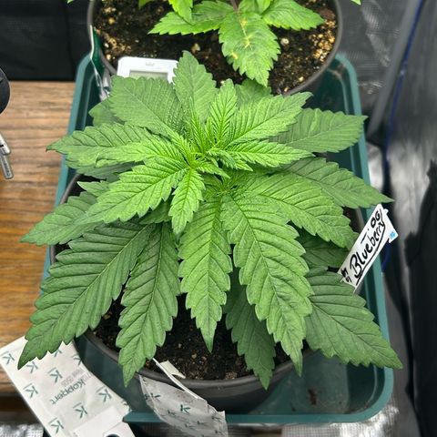 Blueberry OG growlog timeline photo