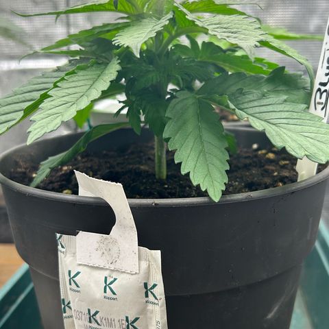 Blueberry OG growlog timeline photo