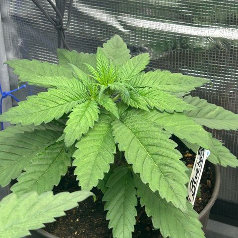 Blueberry OG growlog timeline photo