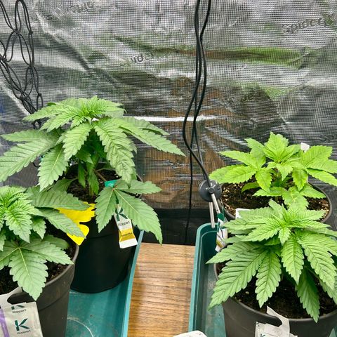 Blueberry OG growlog timeline photo