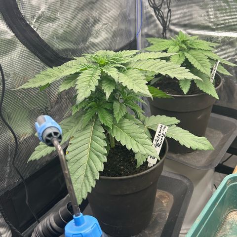 Runtz growlog timeline photo