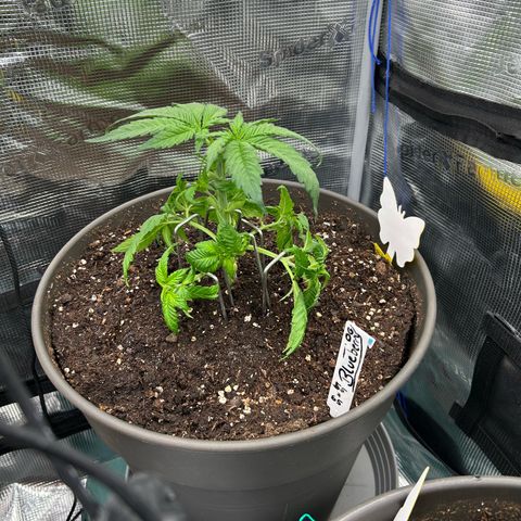 Blueberry OG growlog timeline photo