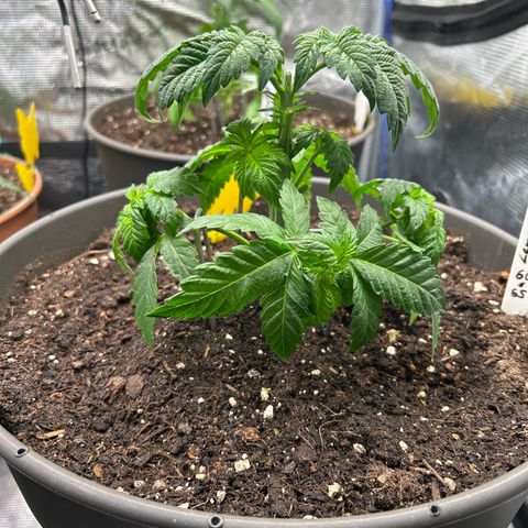 Lemon Cherry Gelato growlog timeline photo