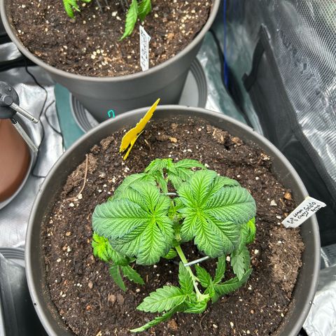 Lemon Cherry Gelato growlog timeline photo
