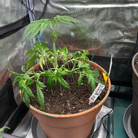 Runtz growlog timeline photo