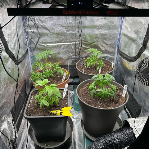Blueberry OG growlog timeline photo